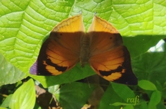 Doleschallia bisaltide