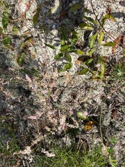 Polygonella robusta image