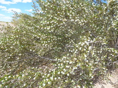 Larrea cuneifolia