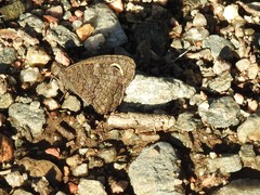 Haywardella edmondsii