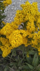 Solidago