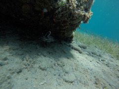 Pareques acuminatus