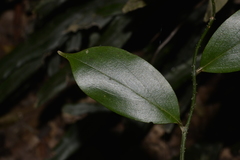 Petermannia cirrosa