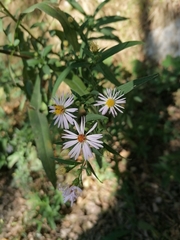 Symphyotrichum × salignum