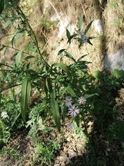 Symphyotrichum × salignum
