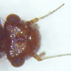 Ectopsocus vachoni