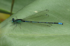 Image of Anisagrion kennedyi