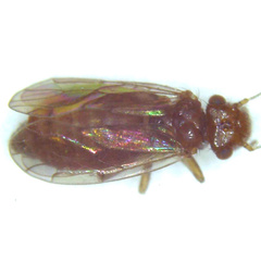 Ectopsocus vachoni
