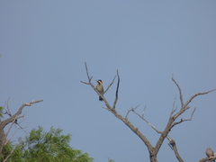 Colaptes melanochloros