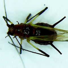 Uroleucon pseudambrosiae