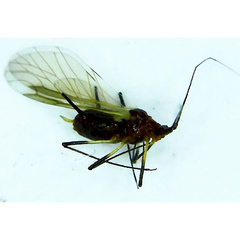 Uroleucon pseudambrosiae