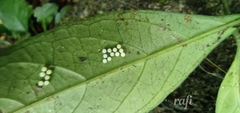 Doleschallia bisaltide