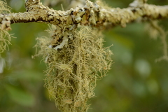 Usnea