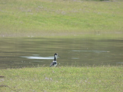Himantopus mexicanus