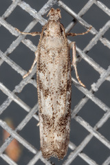 Dichomeris inversella