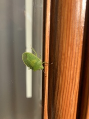 Nezara viridula