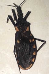 Triatoma longipennis