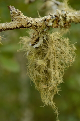 Usnea