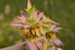 Monarda punctata