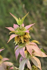 Monarda punctata