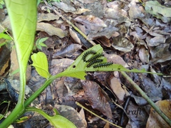 Doleschallia bisaltide