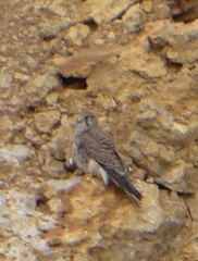 Falco tinnunculus