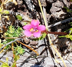 Diascia capensis