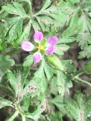 Geranium