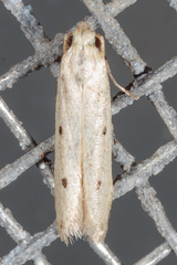 Numata bipunctella
