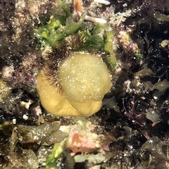Ectocarpales