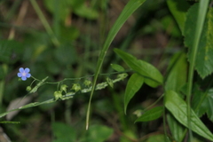 Omphalodes nitida