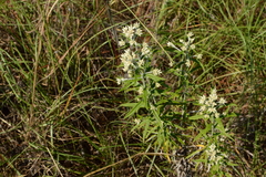 Pseudognaphalium obtusifolium