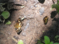 Telenassa berenice