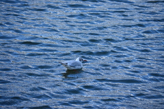 Chroicocephalus ridibundus