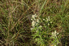 Pseudognaphalium obtusifolium