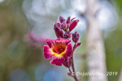 Colea