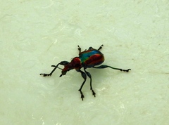 Pilolabus viridans
