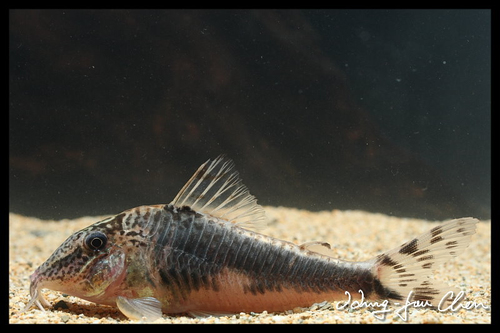 Corydoras semiaquilus photo
