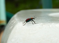 Pilolabus viridans