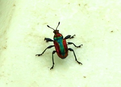 Pilolabus viridans