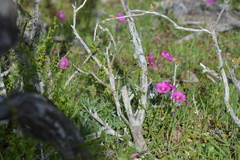 Oxalis arenaria