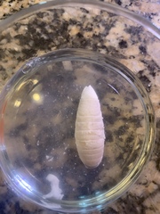 Aegapheles antillensis
