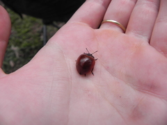 Aegithus clavicornis