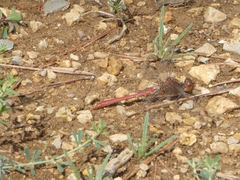 Sympetrum meridionale