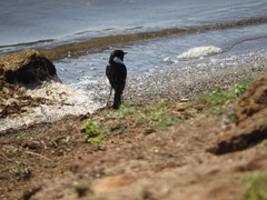 Saxicola torquatus
