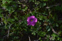 Oxalis arenaria