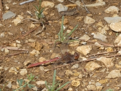 Sympetrum meridionale