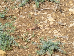 Sympetrum meridionale