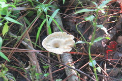 Cymatoderma caperatum