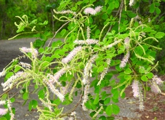 Mimosa spirocarpa